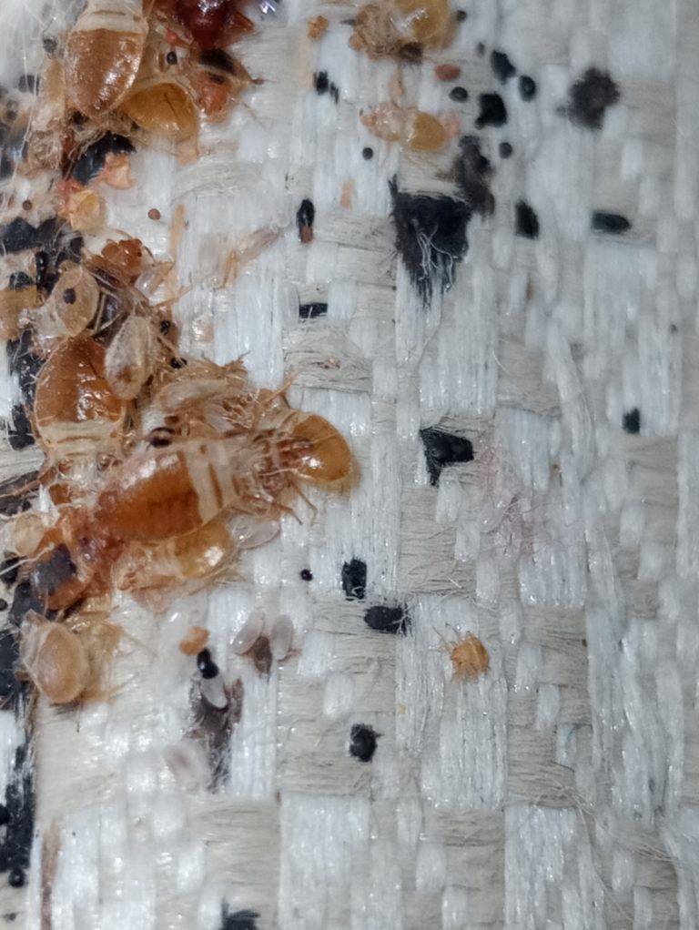 Bed Bug Evidence