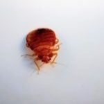 Pest Relief Operations Bed Bugs