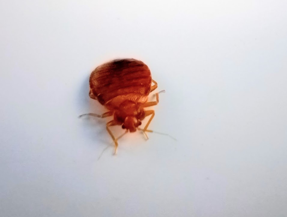 bed bugs bedbugs