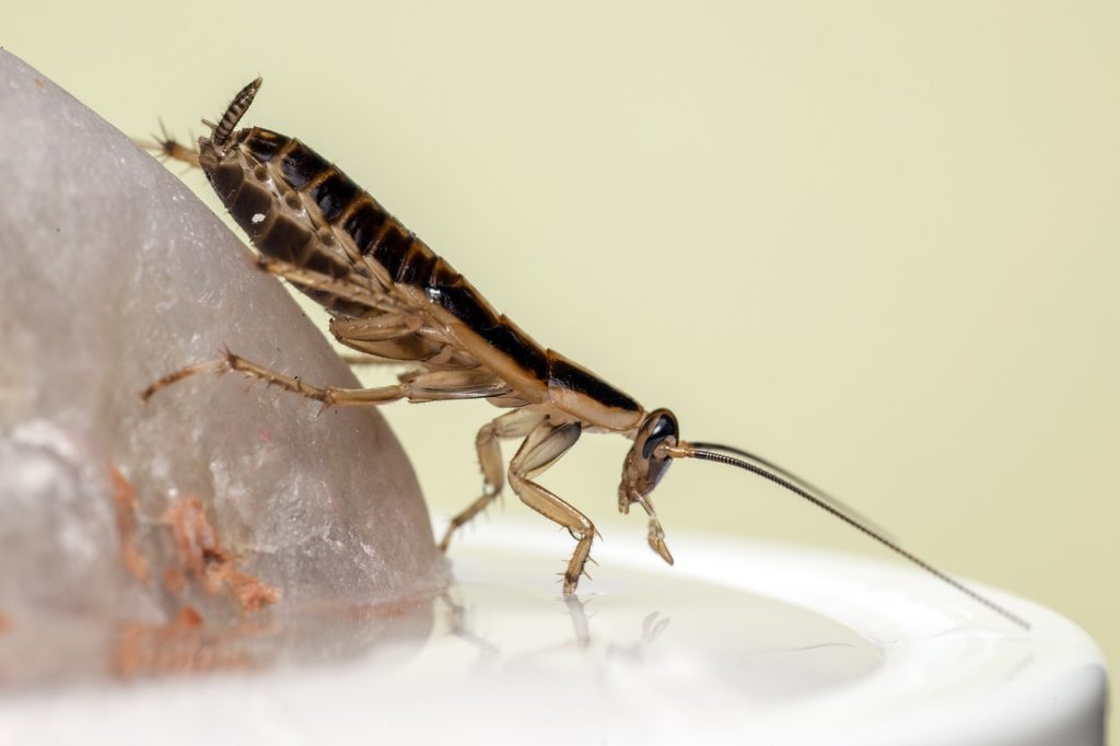 Cockroach Pest Solutions