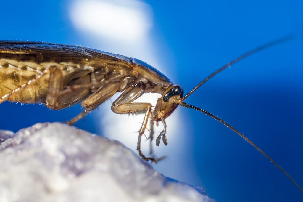 blattella germanica, german cockroach, unhygienic