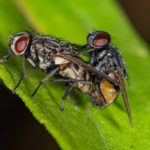 Cluster Fly Control