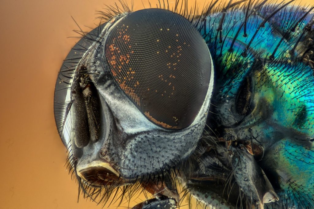 macro, fly, compound eyes