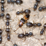 Odorous House Ant Pest Control