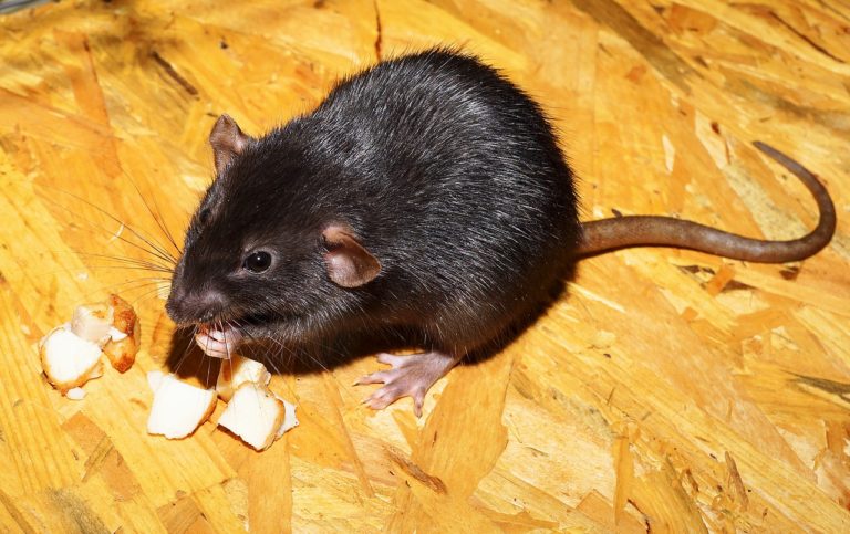 Rat Pest Control