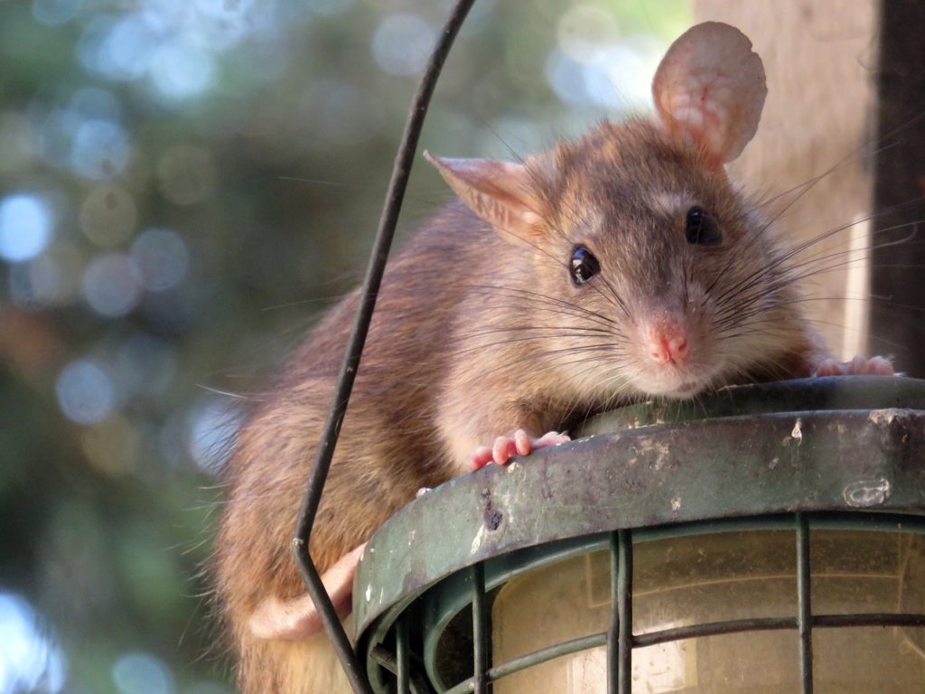 roof rat, Norway rat Rodent Programs