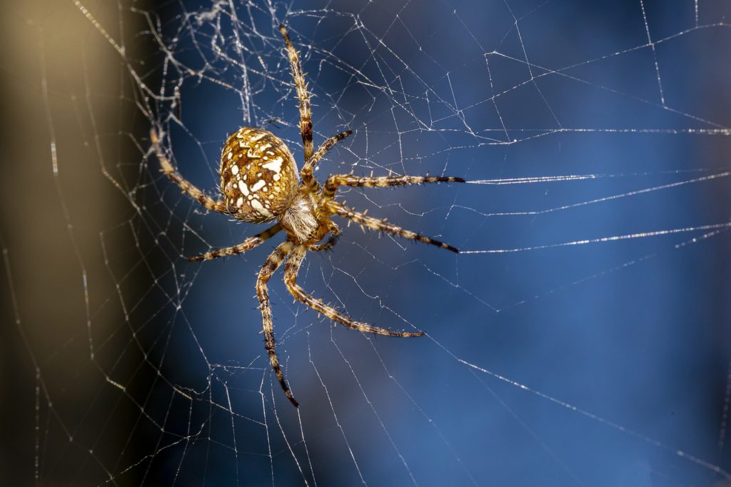 spider, european garden spider, diadem spider