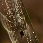 spider pest control services