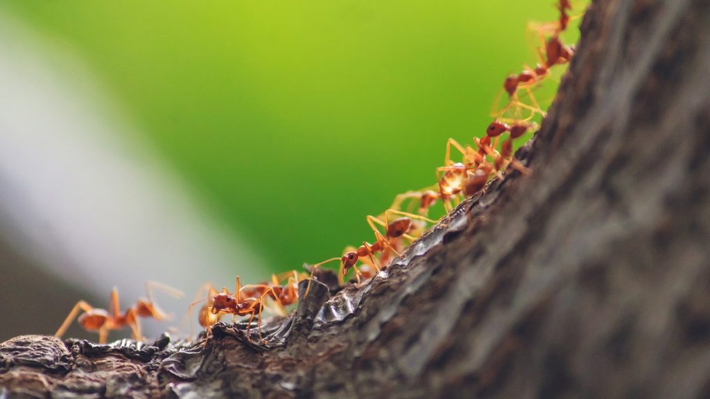 Ant Control Pest Control