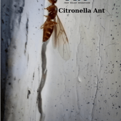 Pest Control for Citronella Ants