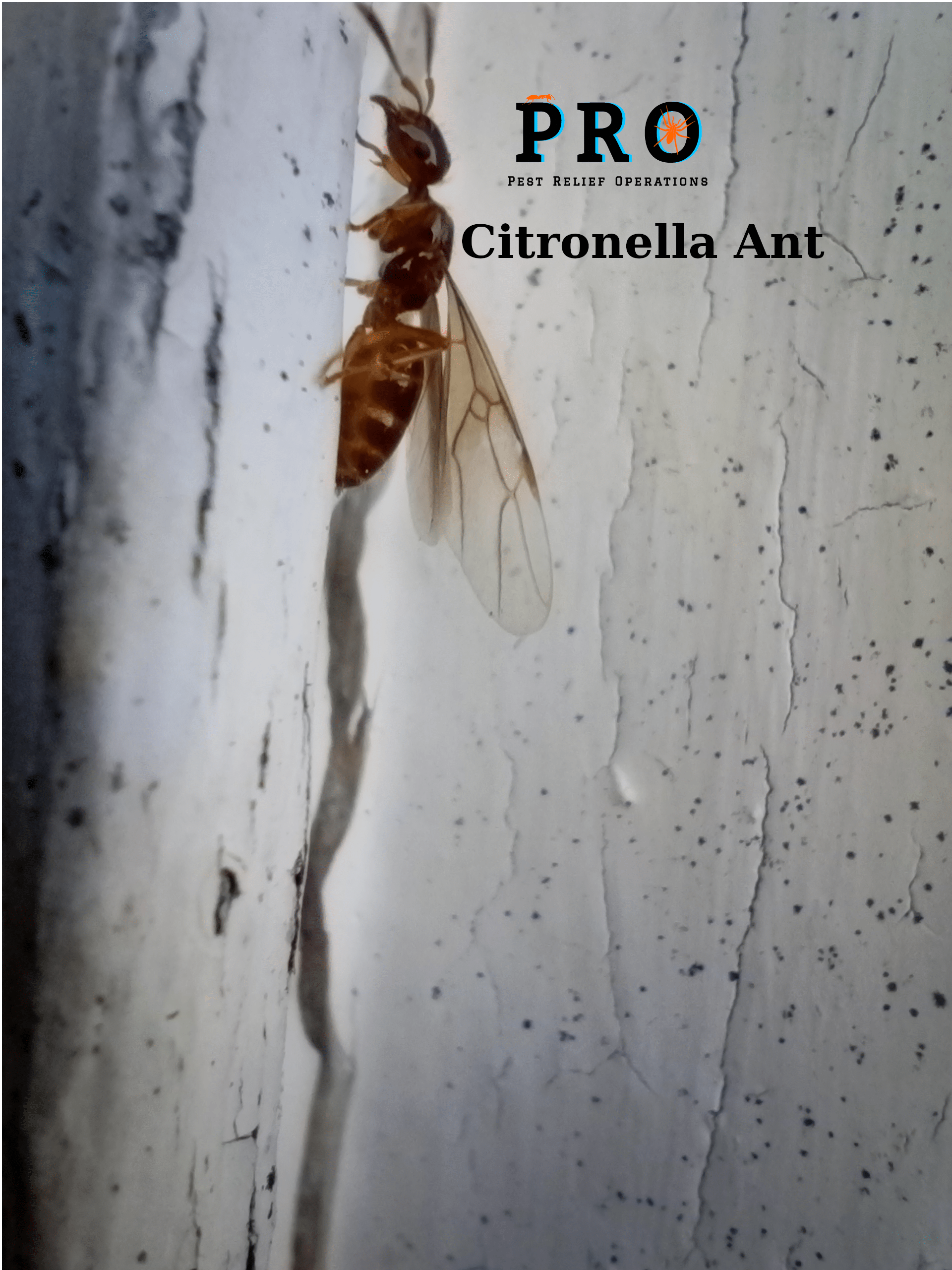 Pest Control for Citronella Ants
