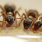 Pest Control Ant Services