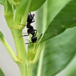 black ant, garden ant, insect