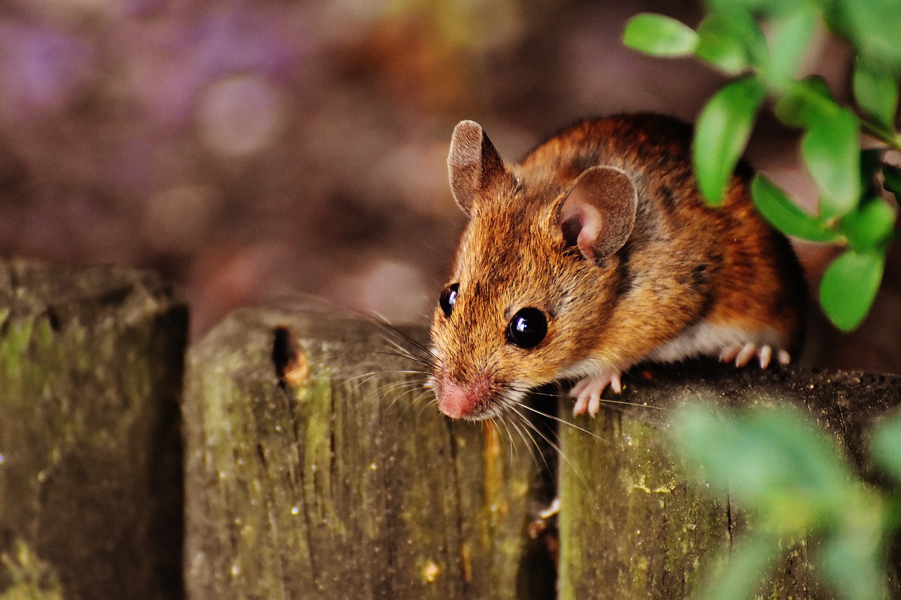 Keep Mice out of your home