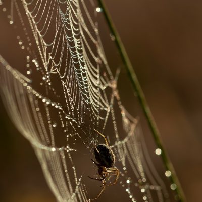 spider pest control services